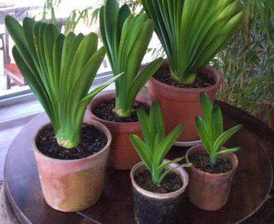 君子兰怎样养叶绿肥根壮,君子兰用什么肥叶绿叶厚