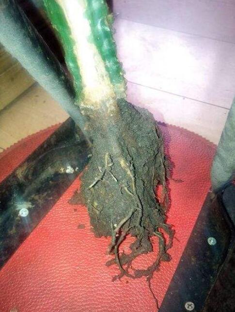 龙骨烂根最简单的处理方法,龙骨烂根可以用香灰消毒吗