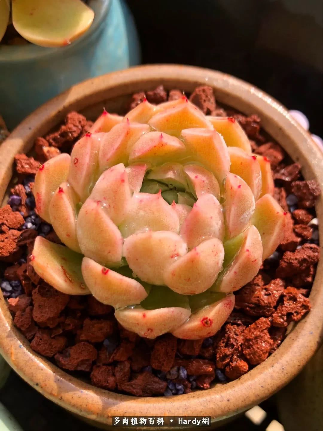 别人家的奶爸,别人家的多肉!一枚窗台*党**的多肉进阶之路!