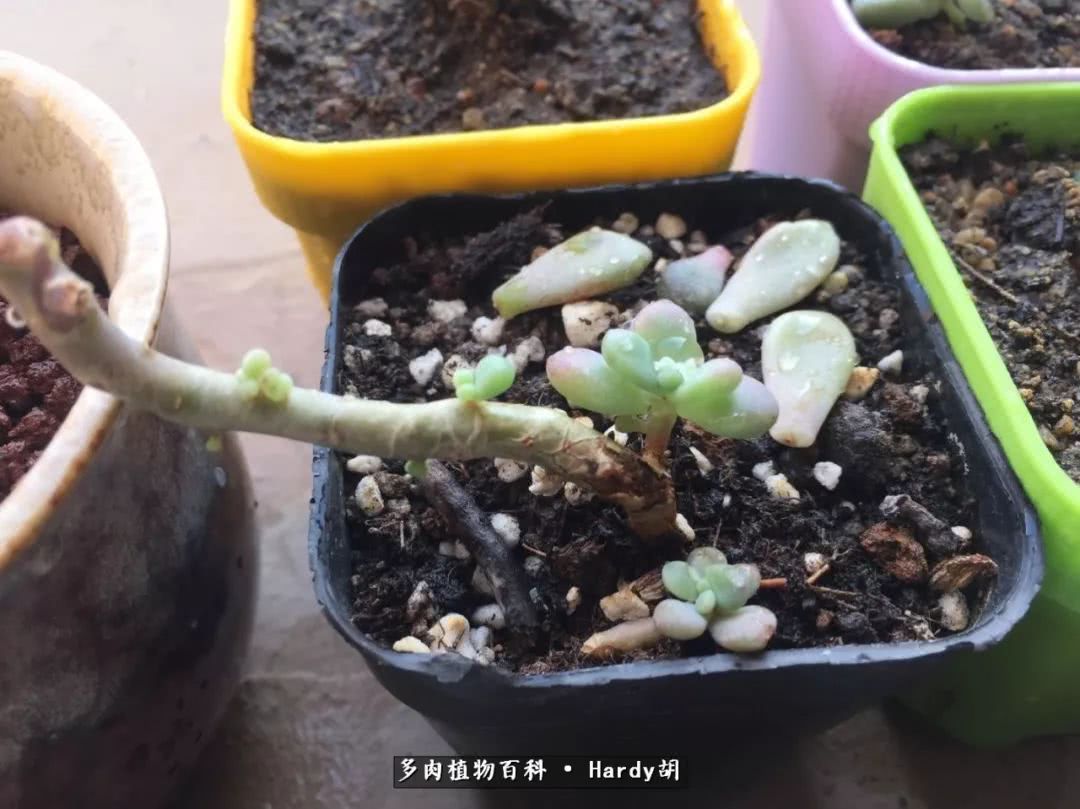 别人家的奶爸,别人家的多肉!一枚窗台*党**的多肉进阶之路!