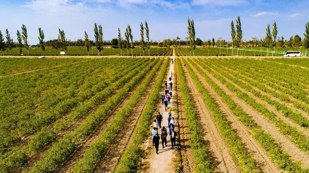 保健酒联盟成立,宁夏红保健酒怎么样
