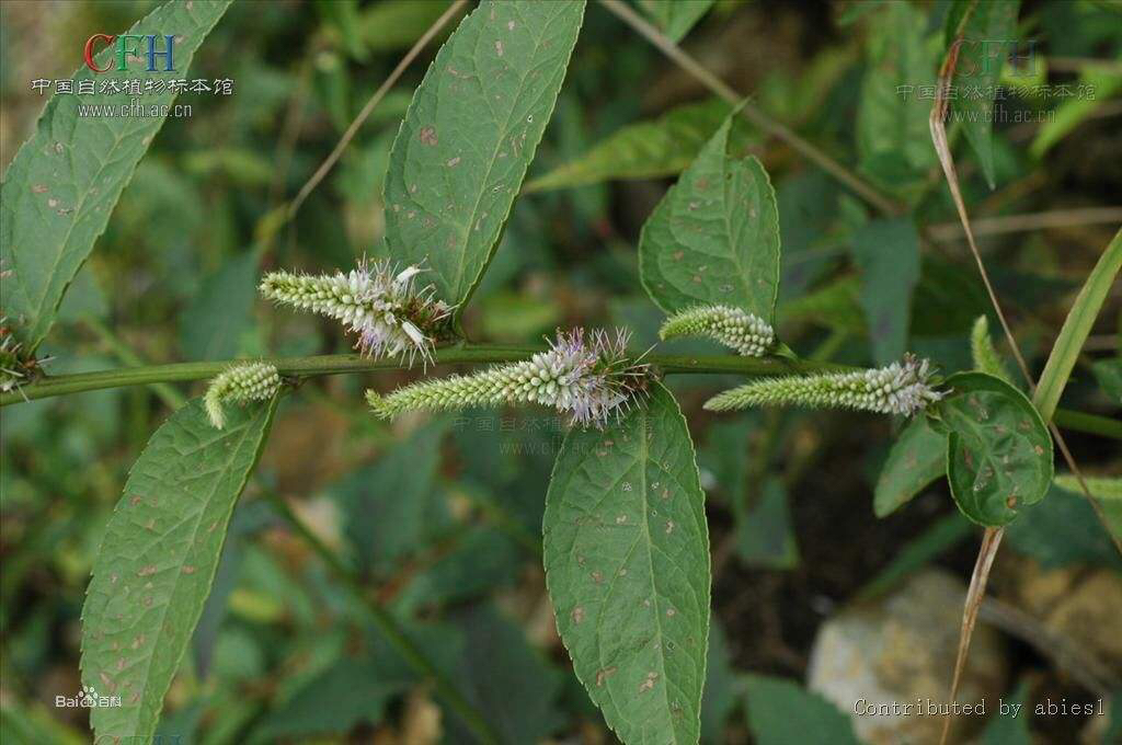 中药材钓鱼,中药材钓鱼竿藤