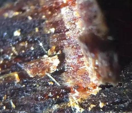 真假奇楠沉香种苗鉴别方法,蓝奇楠沉香真假辨别图