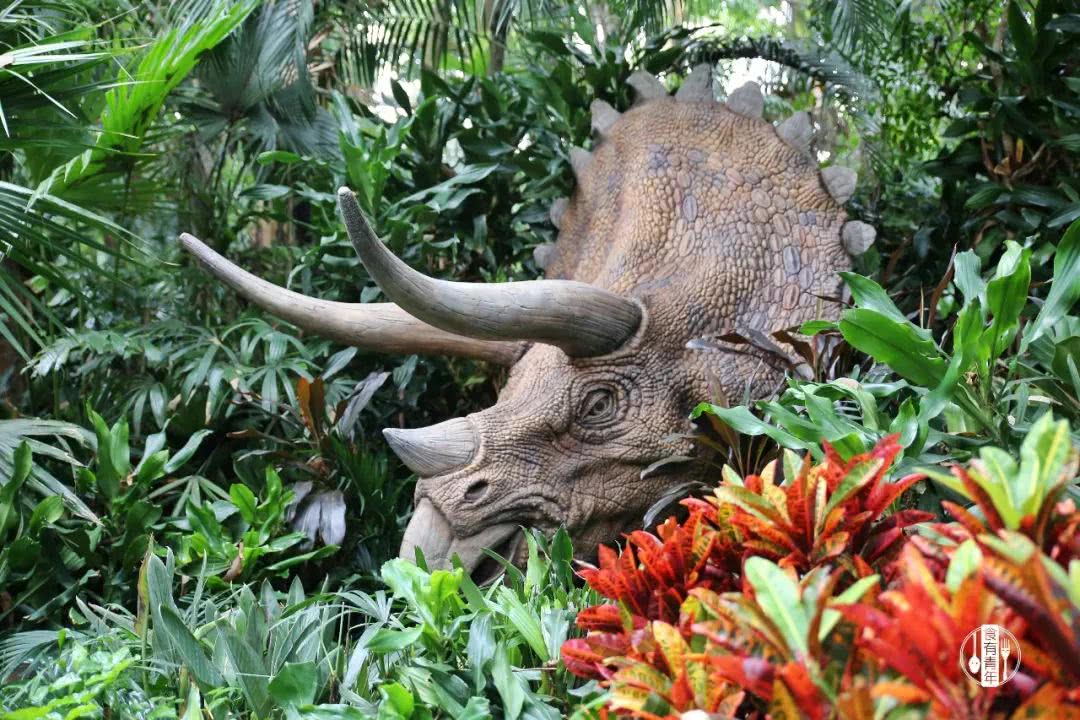 动物园万圣节里面有什么,万圣节动物王国