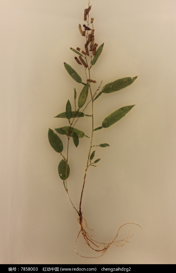 中药葫芦茶的图片,中药材葫芦茶根