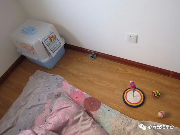 我与猫的小说,我与猫奴