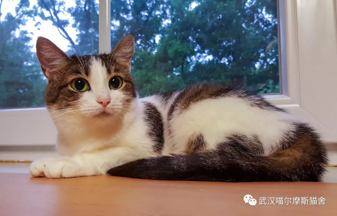 为什么公猫在交配时会抓母猫的颈背？