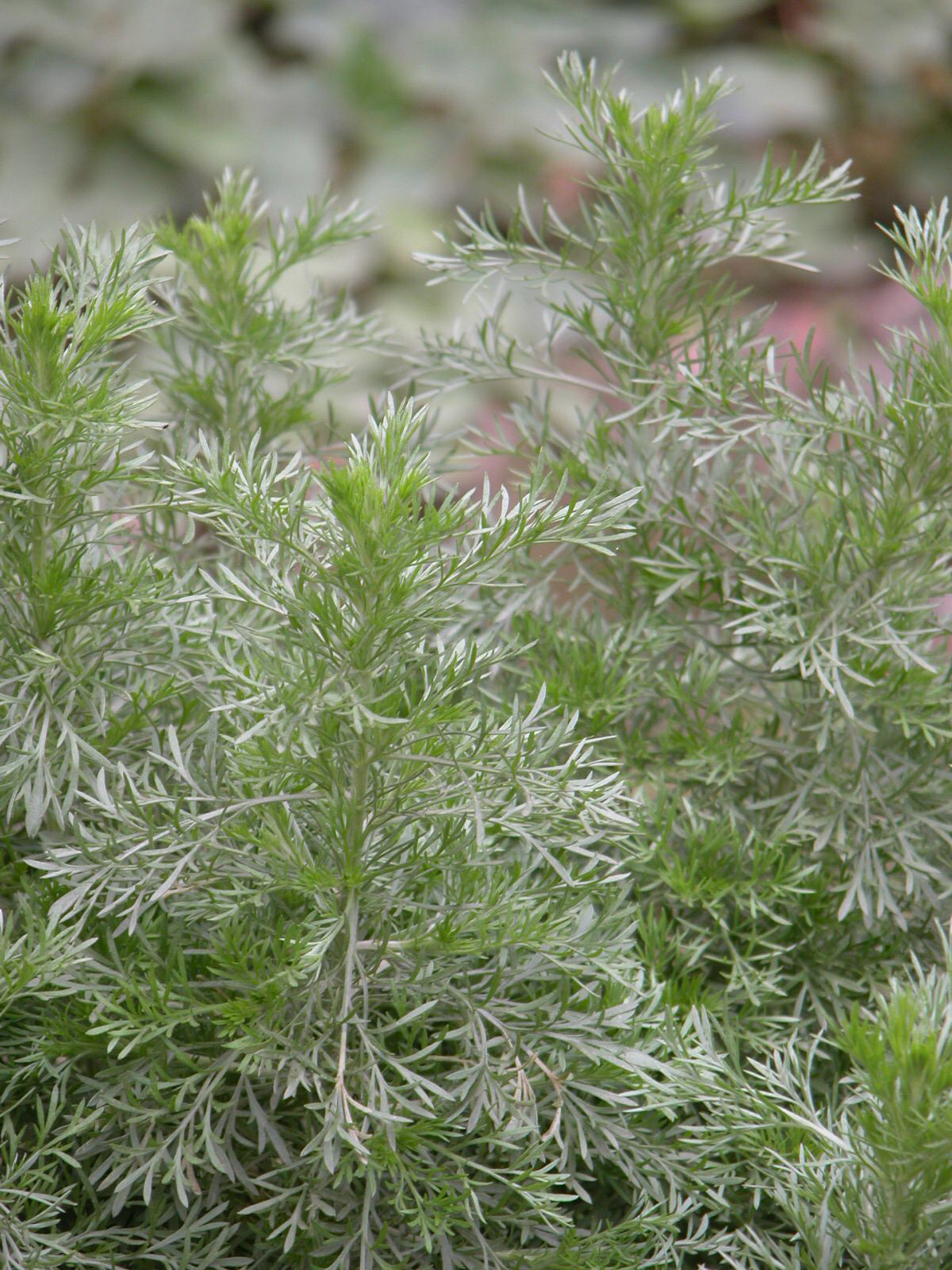 中药材茵陈蒿作用,中药材茵陈蒿能和陈皮一起喝吗
