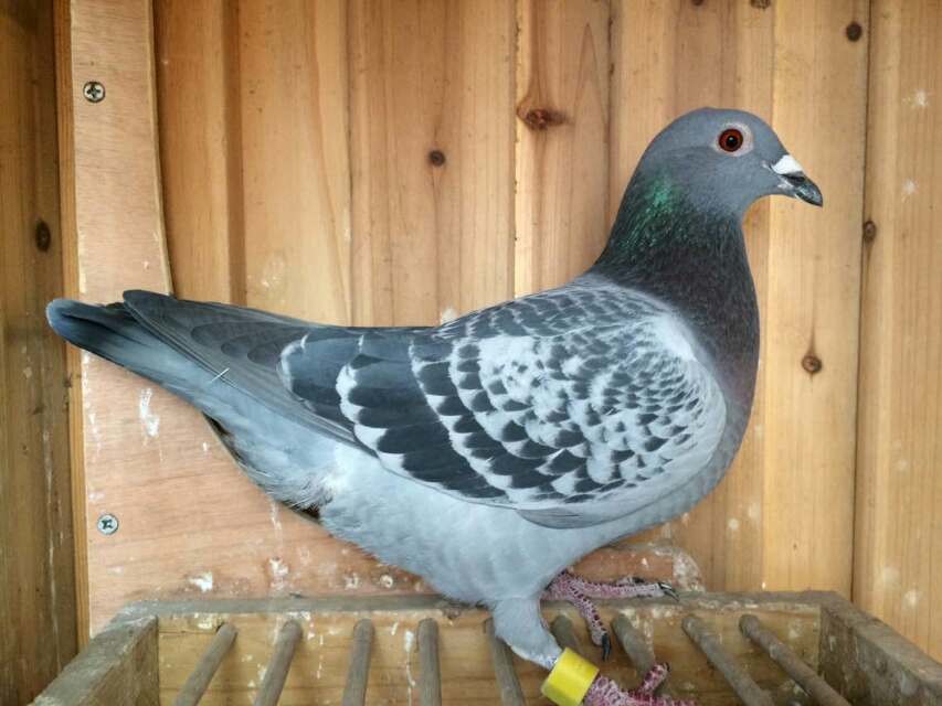 赛鸽常见病大全快快来收藏！