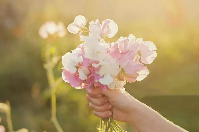 50种鲜切花花语大全，一定有你不知道的，赶紧收藏吧！