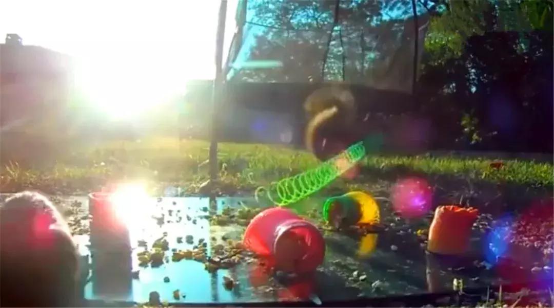 花栗鼠吃松鼠视频,花栗鼠吃虫子视频