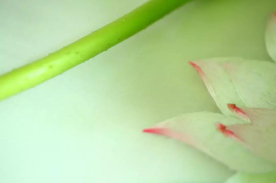 她用中国刺绣惊艳世界,她用一幅中国刺绣便惊艳了世界