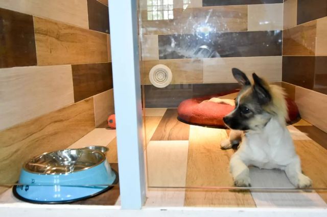 探秘2500亩魔都后花园!欧式别墅独栋、宠物乐园、动物农场高尔夫