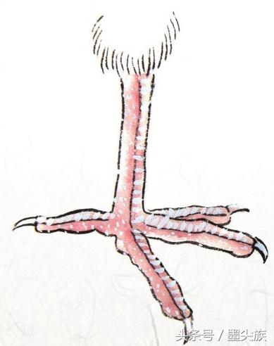 禽鸟脚爪结构图大全,鸟爪子的画法和技巧