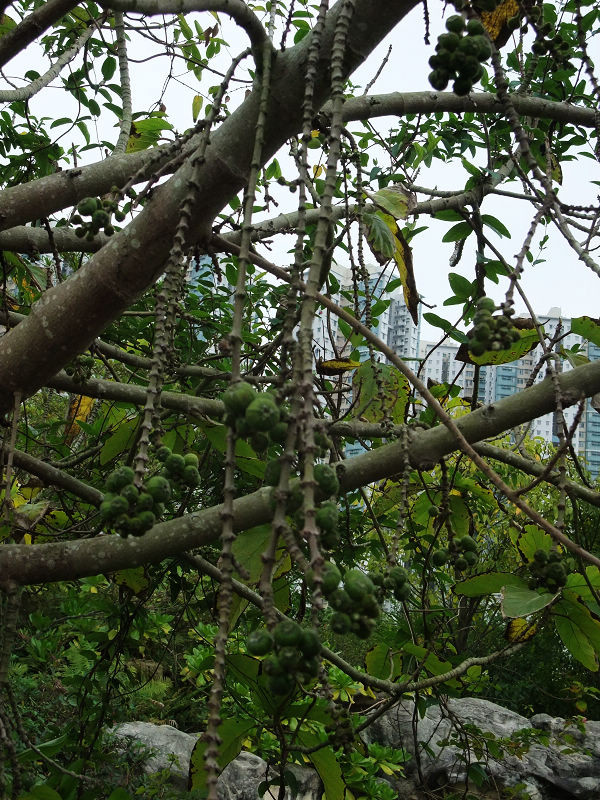 穷驴500块囧囧游香港（详细攻略带图）