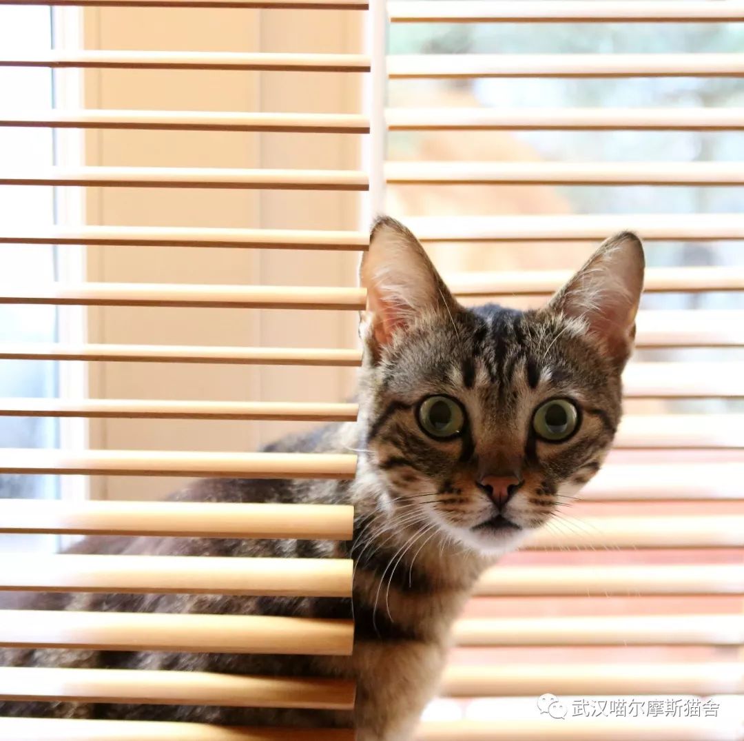 为什么母猫在交配过程中会尖叫？