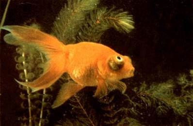 泰帽金鱼是什么品种,金鱼品种如何分类图解大全