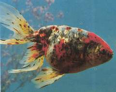 泰帽金鱼是什么品种,金鱼品种如何分类图解大全