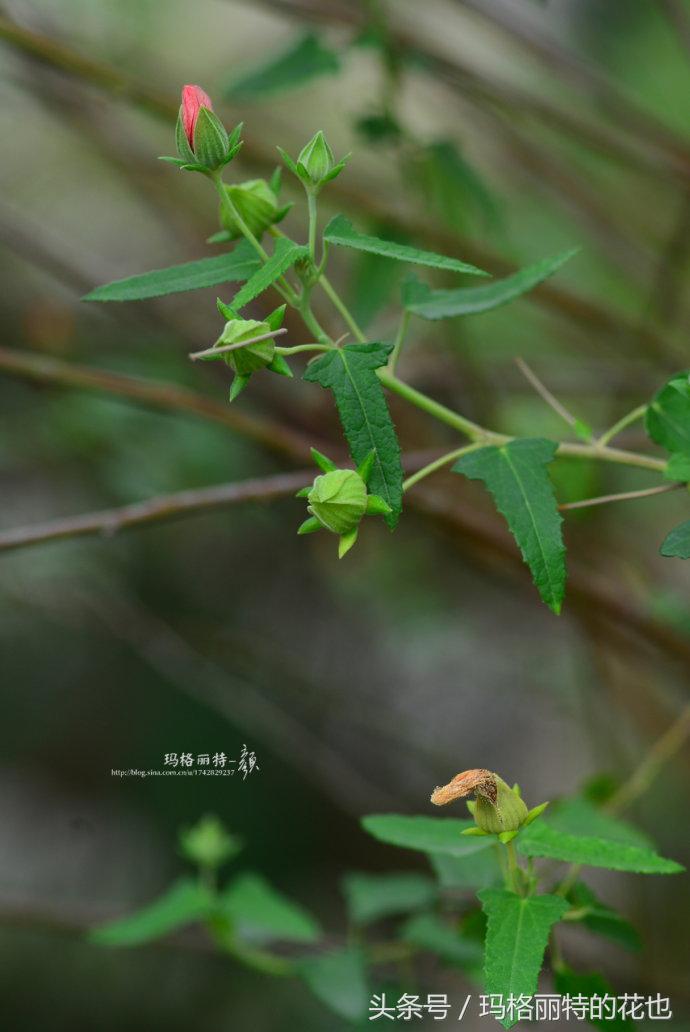 日系小清新高砂芙蓉,高砂芙蓉