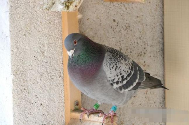 有的鸽子不合群应该怎么办,鸽子不合群打架怎么办