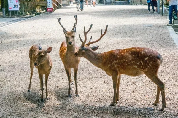 日本奈良小鹿饿到只吃草,聪明的日本奈良小鹿