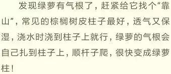 绿萝实用小技巧,绿萝经常放通风口能长得快吗