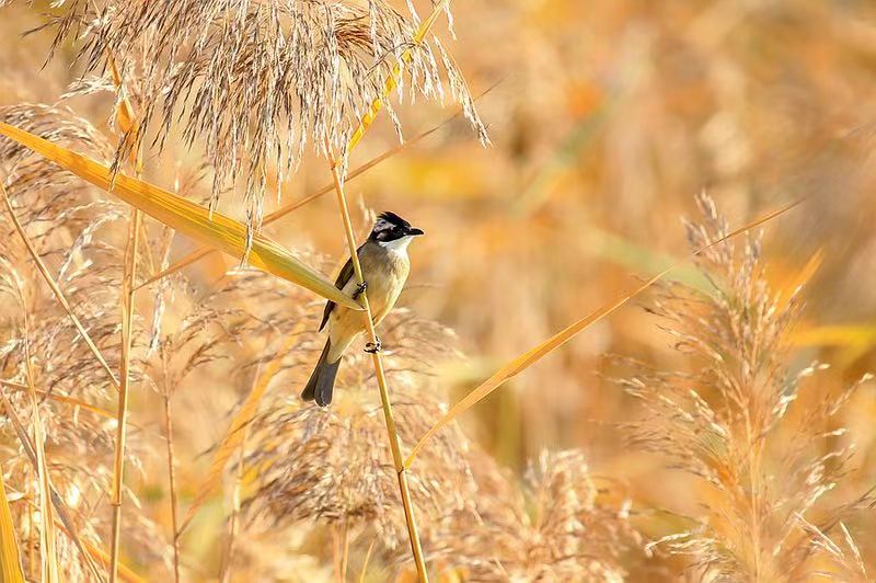 适马501001.8镜头评测,适马35mmf1.4dgdn评测