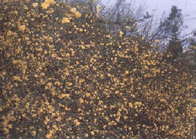 各国花图片,各国花大全