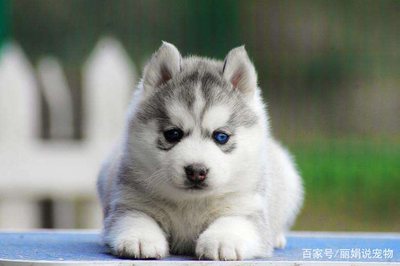 如何饲养哈士奇,如何饲养两月大的哈士奇