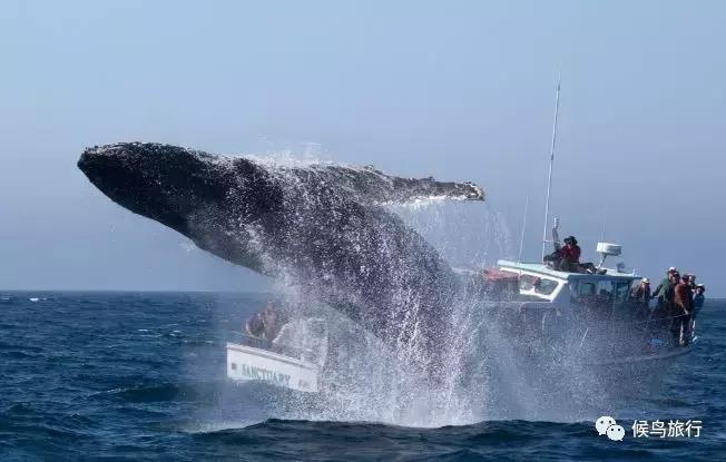 出海看到蓝鲸的感受是什么,当你下海看见一只虎鲸感觉是什么