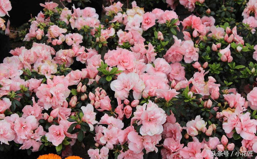 哪一种杜鹃花适合北方,怎么能在北方养好杜鹃花呢
