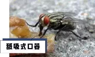 苍蝇飞过食物,苍蝇落在食物上会怎么样