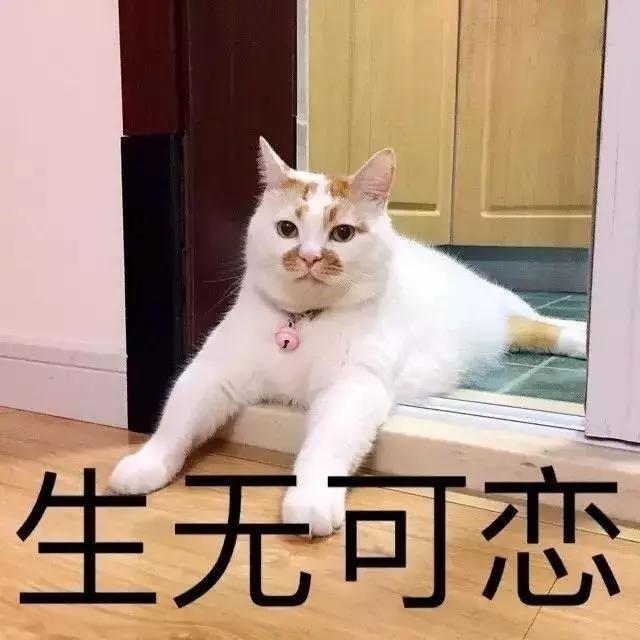 给猫咪打出脑震荡,男朋友把猫打死了