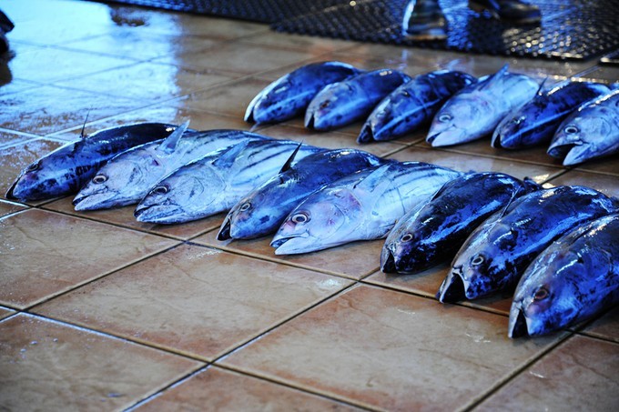 人文摄影斯里兰卡,锡兰风景