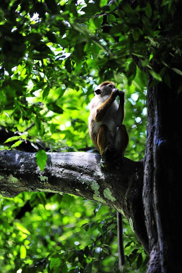 人文摄影斯里兰卡,锡兰风景