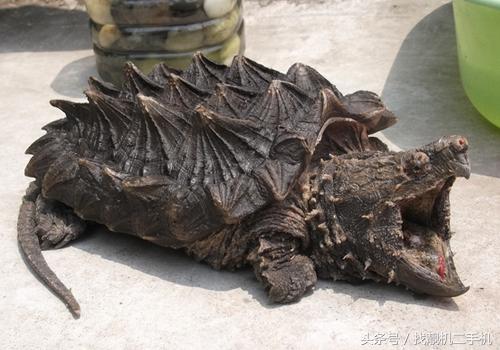 鳄龟的咬合力到底有多变态,鳄龟咬合力有多强大