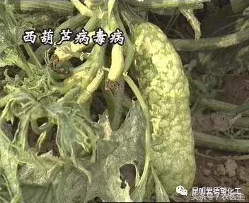 治作物病毒病的有什么好药吗,牛皮癣的真菌感染怎么治疗