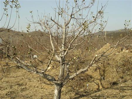 苹果树修剪什么叫三套枝修剪,苹果树修剪方法视频