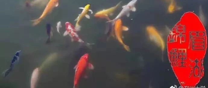 郑大锦鲤学霸,郑大学霸宿舍