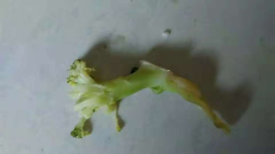 2岁宝宝挑食不吃菜怎么办,两岁多宝宝不爱吃青菜怎么办