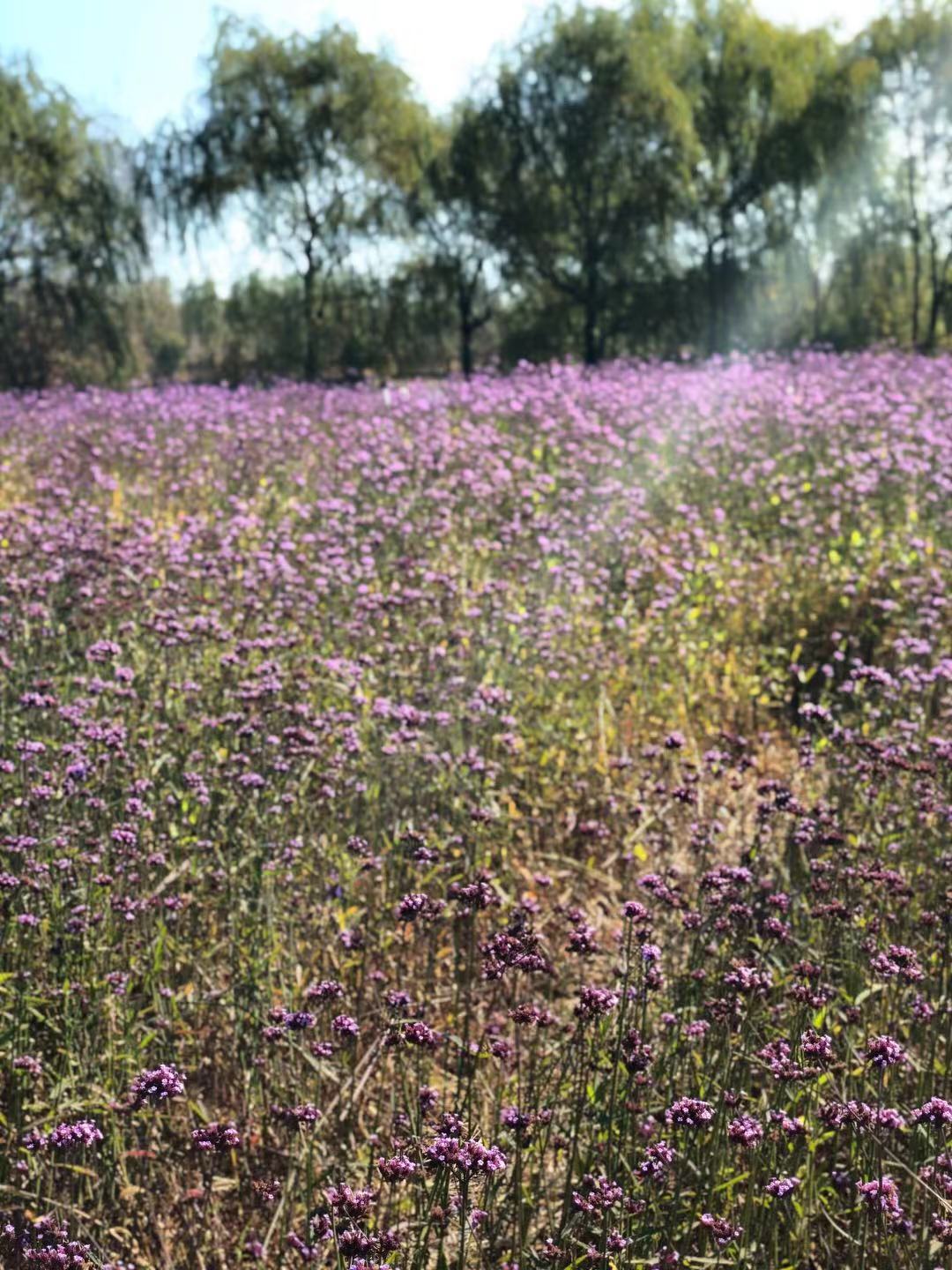 滦县古城一日游,滦州古城必吃烧饼
