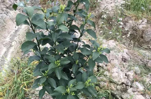 柑橘幼树开花时长虫怎么办,柑橘幼树开花解决办法