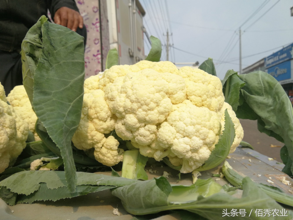大棚种植什么蔬菜最赚钱,农村种菜赚钱技巧
