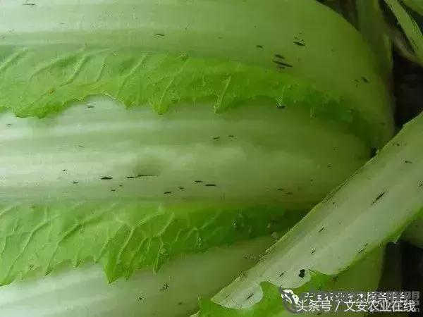 大白菜常见病害图谱,大白菜病害图解大全