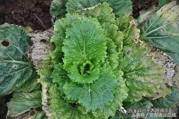 大白菜常见病害图谱,大白菜病害图解大全