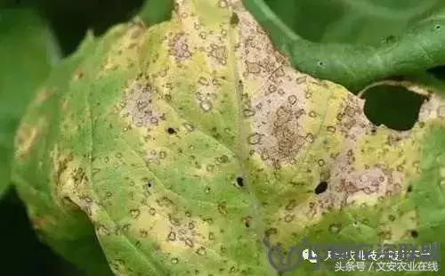 大白菜常见病害图谱,大白菜病害图解大全