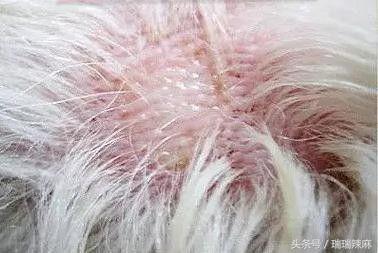 新手养宠:狗狗出现皮肤病怎么解决?