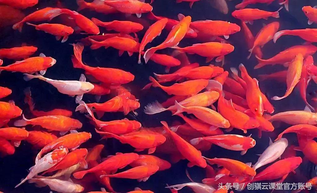 支付宝锦鲤是什么营销方式,支付宝锦鲤营销模式