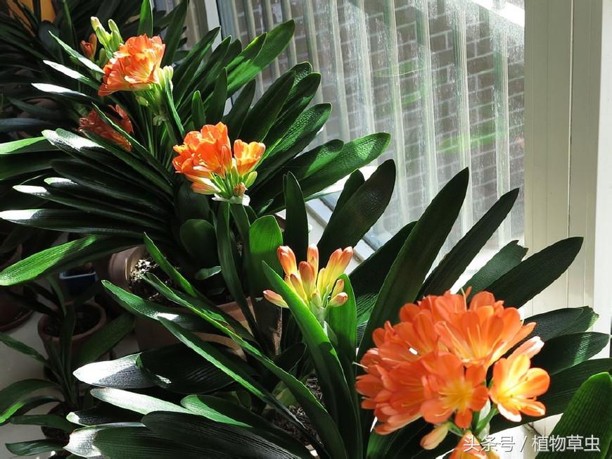 同样养护条件下有的君子兰不开花,君子兰开花后如何养护和管理