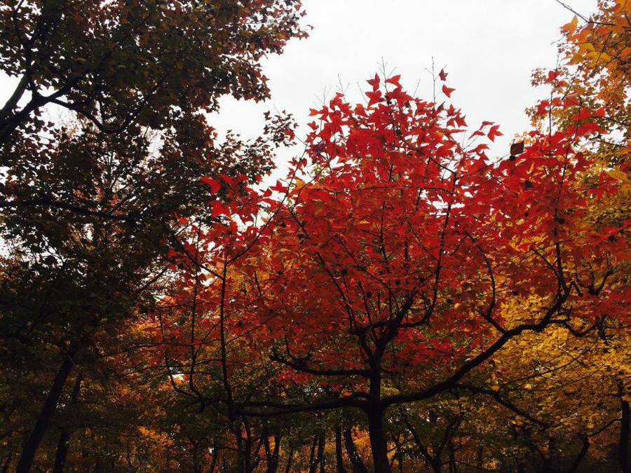 苏州天平山赏枫叶最佳地点,灵白线天平山全程路线详解